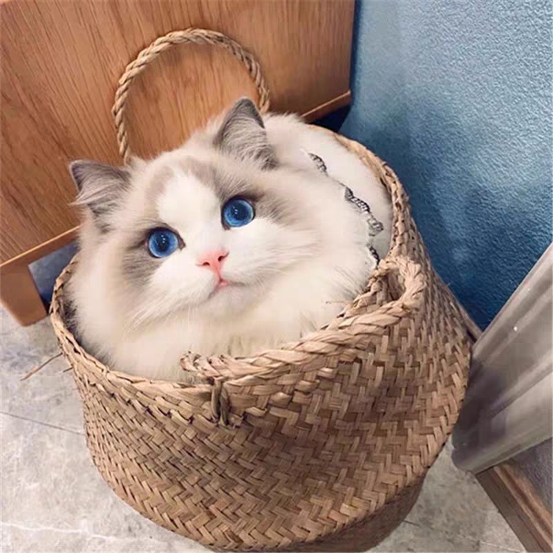 猫舍直销,批发价出售,布偶猫